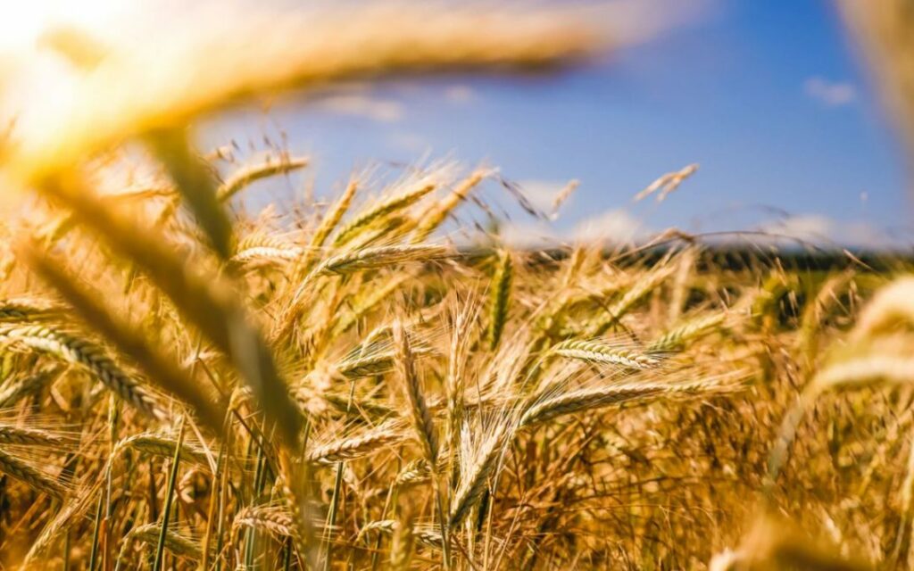 Essentials for a Successful Wheat Crop