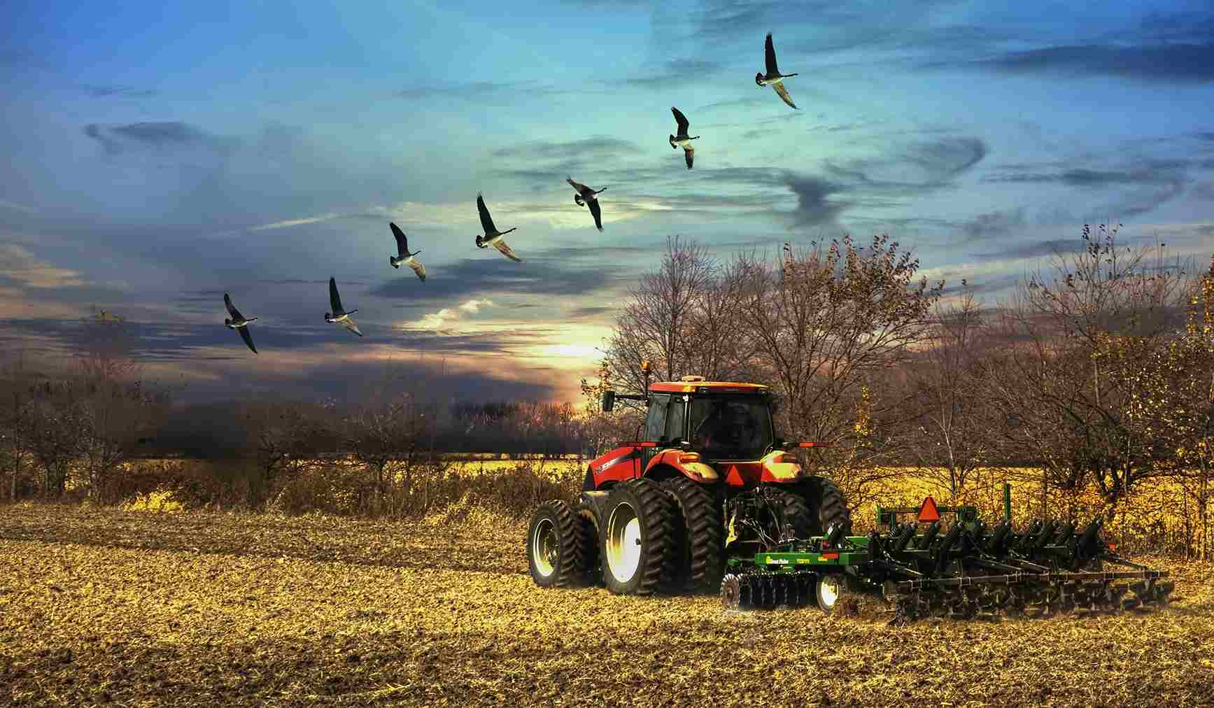 5 Tips for Weed Management